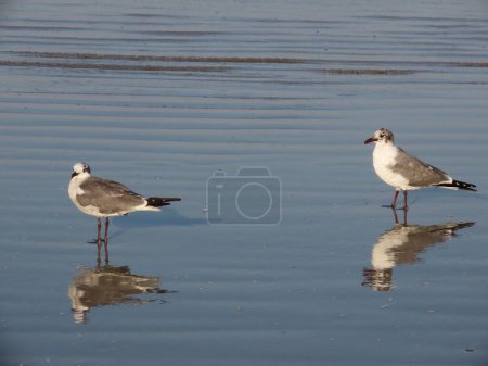 Photo for The two adorable Laughing gull standing in shallow water by Anna Maria Island, Florida - Royalty Free Image
