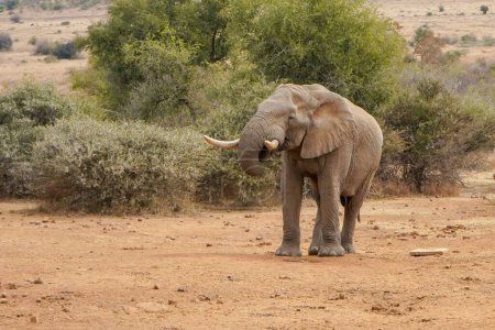 Téléchargez les photos : Un gros plan d'un bébé éléphant mignon dans un safari par une journée ensoleillée - en image libre de droit