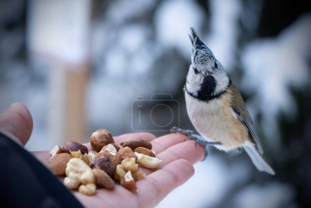 Photo for An adult hand offering nuts to a crested tit bird with blur background - Royalty Free Image