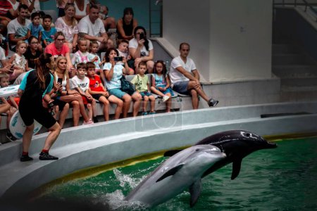 Téléchargez les photos : Les deux dauphins plongeant pour un disque pendant la performance avec des gens acclamant en arrière-plan - en image libre de droit