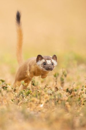 Photo for A vertical closeup of a long-tailed weasel hunting. Neogale frenata. - Royalty Free Image
