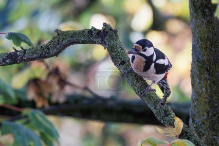 Foto de Un pequeño gran pájaro carpintero moteado (Dendrocopos major) descansando sobre la rama del árbol sobre el fondo borroso - Imagen libre de derechos