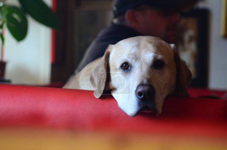Téléchargez les photos : Un triste chien labrador brun avec son visage sur un canapé rouge - en image libre de droit