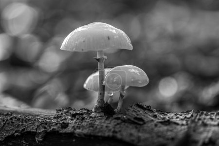 Photo for A grayscale macro shot of the white, wet Oudemansiella mucida mushroom on the ground with a blurry background - Royalty Free Image