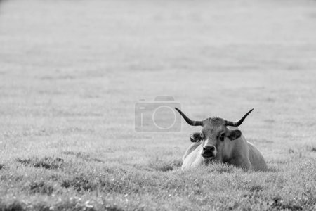 Foto de Un tiro a escala de grises de un ganado - Imagen libre de derechos