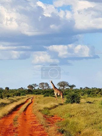Téléchargez les photos : Un plan vertical de girafe sur le bord de la route dans un champ sous un ciel nuageux bleu - en image libre de droit