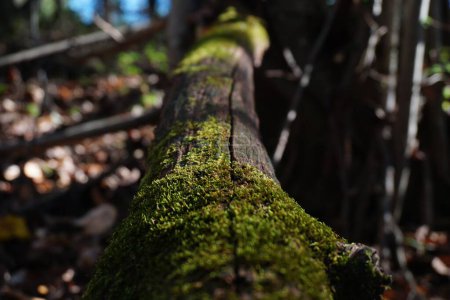 Foto de Un primer plano de un tronco de árbol cubierto de musgo contra un fondo borroso - Imagen libre de derechos