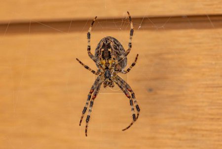 Foto de Un primer plano de una araña de tarántulas en la tela sobre un fondo de madera - Imagen libre de derechos