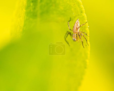 Photo for A closeup shot of a striped lynx spider resting on a leaf in a garden - Royalty Free Image