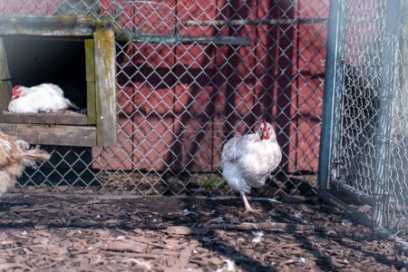 Foto de Un pollo blanco en una granja detrás de una valla de malla metálica - Imagen libre de derechos
