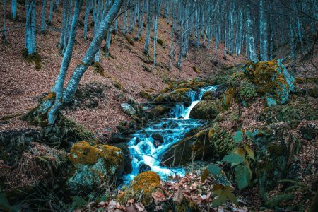 Foto de Un arroyo en cascada que fluye en una pequeña pista con rocas musgosas y plantas bajo troncos de árboles en el bosque - Imagen libre de derechos