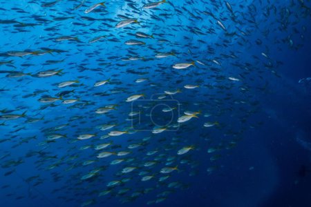 Foto de Un enorme grupo de peces barracuda nadando en el mar azul profundo - Imagen libre de derechos