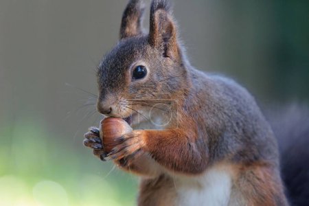 Photo for A closeup shot of a red squirrel eating nuts. - Royalty Free Image