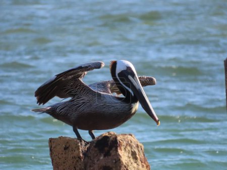 Photo for A shallow focus shot of California Brown Pelican perched on a rock on the shore of Anna Maria Island - Royalty Free Image