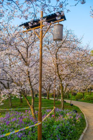 Téléchargez les photos : East Lake Cherry Blossom Park, également appelé Wuhan Moshan Cherry Blossom Park, est un parc dans la région East Lake du district de Wuchang, dans la ville de Wuhan., - en image libre de droit