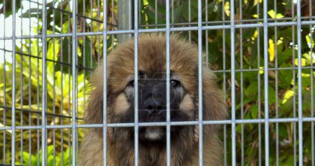 Téléchargez les photos : Un gros plan d'un adorable chiot berger caucasien à l'intérieur d'une cage pendant la journée - en image libre de droit