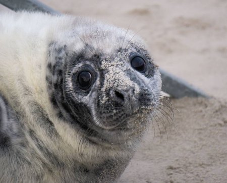 Foto de Un primer plano de una esponjosa foca blanca tendida en la arena y mirando a la cámara - Imagen libre de derechos
