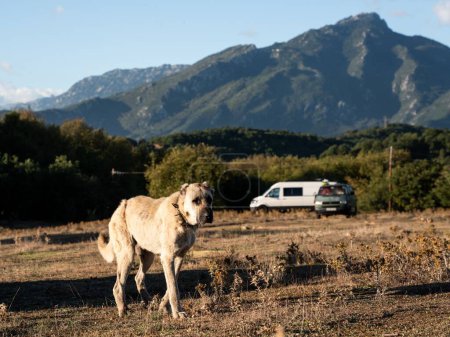 Photo for The Central Asian Shepherd Dog standing in the wild with mountains in the background - Royalty Free Image