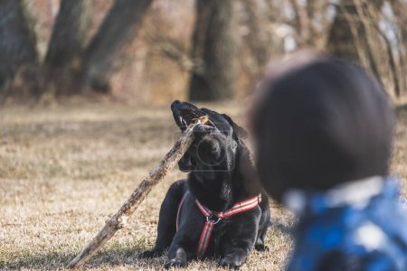 Téléchargez les photos : Une vue d'un beau chien noir jouant avec une branche dans un champ et la tête du propriétaire au premier plan - en image libre de droit