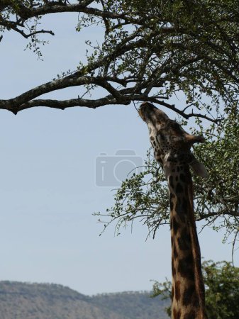 Photo for Beautiful shot of Maasai giraffe ( Giraffe tippelskirchi ) near an acacia tree in Serengeti National park, Tanzania, Africa - Royalty Free Image
