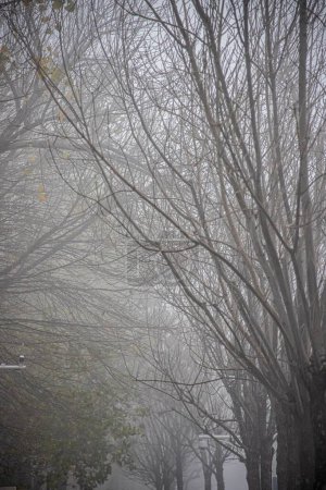 Téléchargez les photos : Plan vertical de branches d'arbres sans feuilles couvertes de brouillard - en image libre de droit