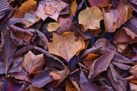 Téléchargez les photos : Un gros plan d'automne brun sec laisse son fils au sol - en image libre de droit