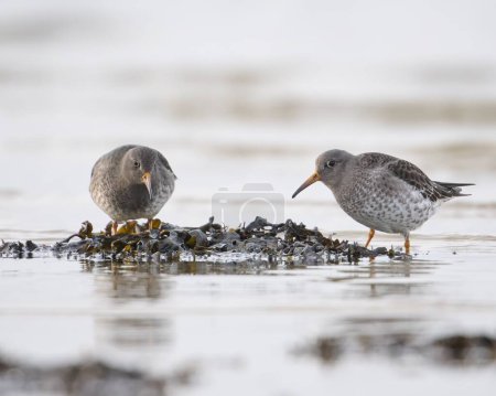 Foto de Un primer plano de pájaro de la arena del mar en busca de comida en el lago rocoso - Imagen libre de derechos