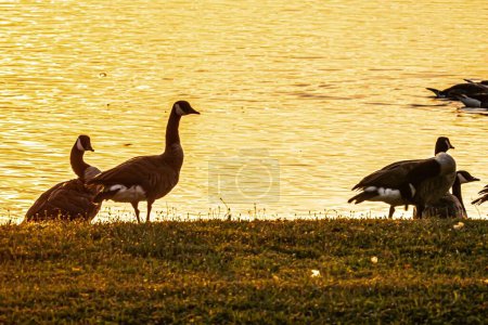 Foto de Una hermosa toma de gansos cerca del río en la hora dorada - Imagen libre de derechos