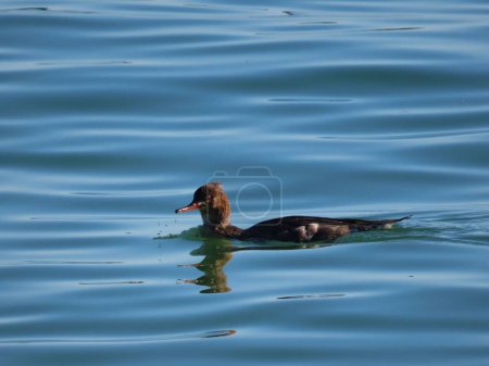 Photo for A Red-breasted merganser swimming in crystal clear water by Anna Maria Island - Royalty Free Image