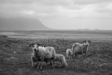 Foto de Una hermosa foto monocromática de ovejas islandesas en un campo - Imagen libre de derechos
