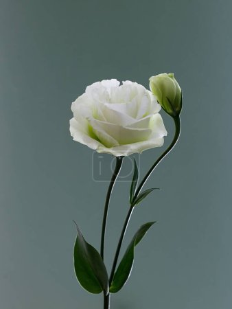 Téléchargez les photos : Plan vertical d'une fleur de lisianthe blanche aux feuilles vertes isolées sur fond uni - en image libre de droit