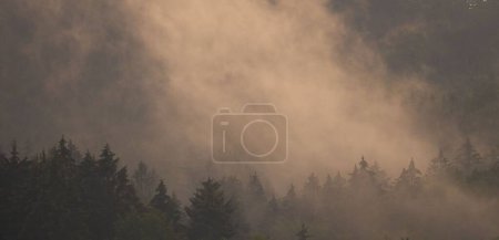 Photo for The beautiful green forest on a foggy misty weather for backgrounds and wallpapers - Royalty Free Image