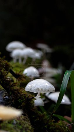Photo for A beautiful closeup of a Death cap in the forest - Royalty Free Image