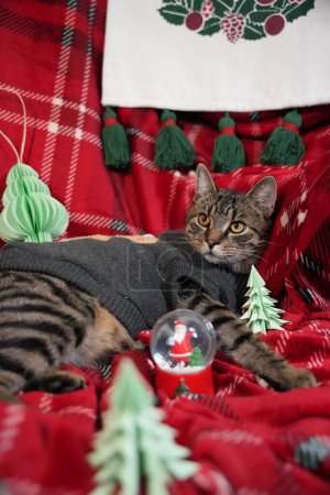 Téléchargez les photos : Un joli chat rayé portant une chemise grise avec un fond de vacances de Noël - en image libre de droit