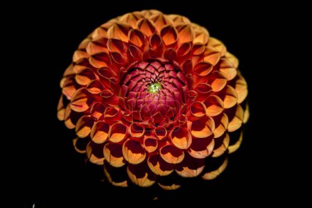 Téléchargez les photos : Un gros plan d'une belle fleur de Dahlia multicolore sur un fond sombre - en image libre de droit