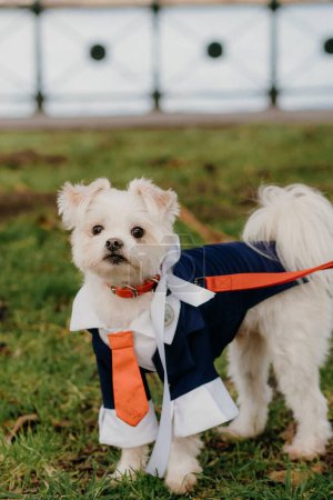 Photo for A selective of a Maltese dog in suit - Royalty Free Image