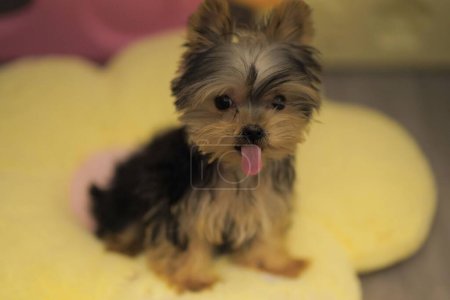 Photo for A closeup of an adorable little Yorkshire Terrier puppy with fluffy brown fur - Royalty Free Image
