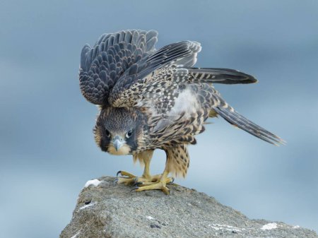 Téléchargez les photos : Gros plan d'un faucon pèlerin sur un rocher. Falco peregrinus. - en image libre de droit