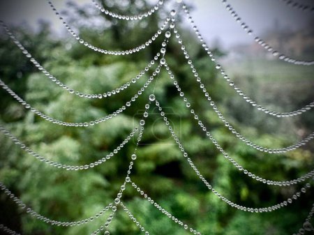 Photo for A macro shot of a wet spider web. - Royalty Free Image