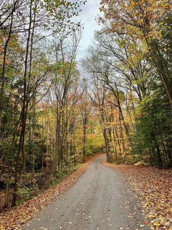 Foto de Un plano vertical de una estrecha carretera de asfalto en medio de un bosque en un día de otoño - Imagen libre de derechos