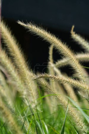 Foto de Un primer plano de la planta herbácea en crecimiento - Imagen libre de derechos