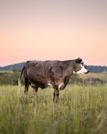 Foto de Vaca marrón al atardecer en hierba verde larga - Imagen libre de derechos