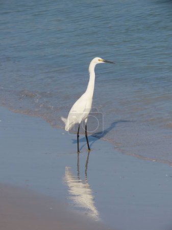 Photo for A vertical shot of adorable Egret standing in shallow water by Anna Maria Island, Florida - Royalty Free Image