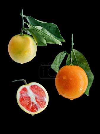 Photo for A vertical shot of red oranges on an isolated background - Royalty Free Image