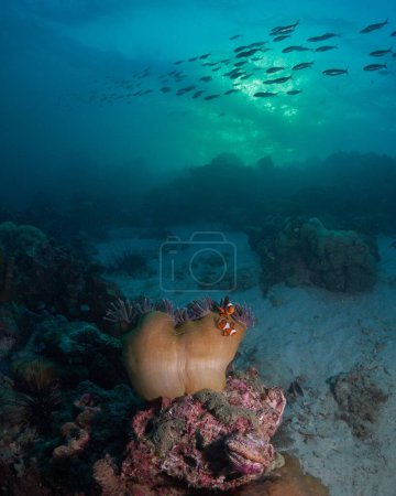 Photo for A Clownfish swimming in deep blue sea over reef coral with a school of fishes in the background - Royalty Free Image