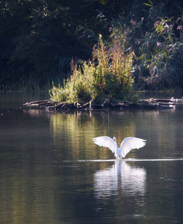 Photo for A vertical shot of a heron swimming in a river - Royalty Free Image