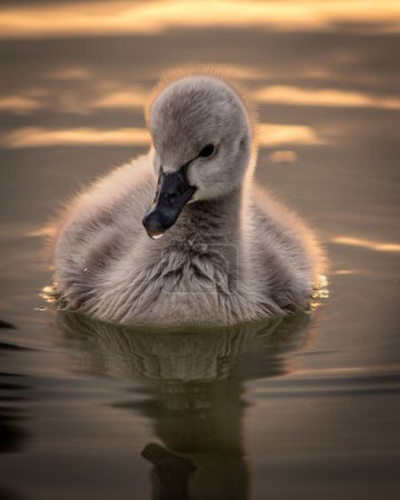 Photo for A vertical closeup of a cygnet floating on the water's surface. - Royalty Free Image