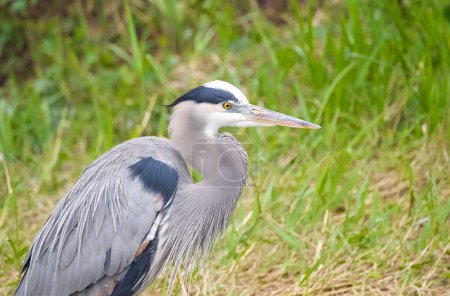 Photo for A close-up of a great blue heron (Ardea herodias) in a green meadow - Royalty Free Image