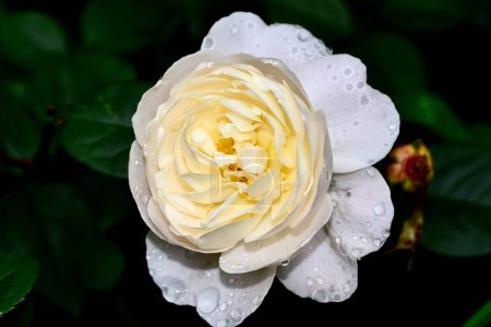 Foto de Un primer plano de una Rosa 'Desdémona' con gotas de agua sobre pétalos - Imagen libre de derechos