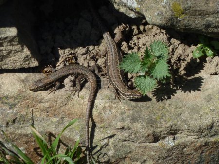 Foto de Un primer plano de lagartos sobre roca - Imagen libre de derechos